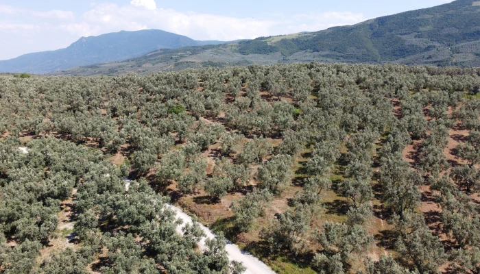 DJI_0159.jpg