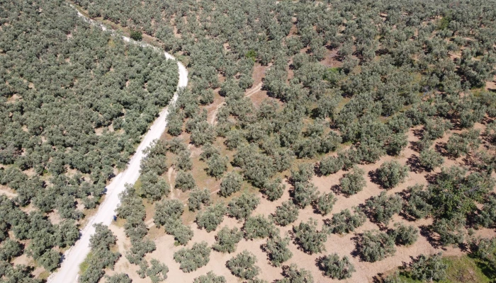 DJI_0166.jpg