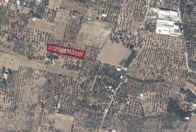 Kemalpaşa'da Zeytinli Bağ