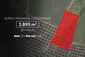 MUDANYA SÖĞÜTPINAR'DA SATILIK TEK TAPU 2.895 M2 ZEYTİNLİK