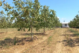 2000 Kök Yetişmiş Chandler Cins Avantajlı Satılık 52791m2 Cevizlik