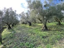 IMG_7388.jpg